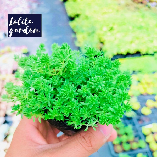 SEN ĐÁ SEDUM XANH SIZE BÉ, HÀNG ĐÀ LẠT, SIÊU XINH SIÊU KHỎE, LỖI 1 ĐỔI 1