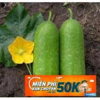 10 Hạt giống Bí Đao  (tặng gói kích nẩy mầm và hướng dẫn)