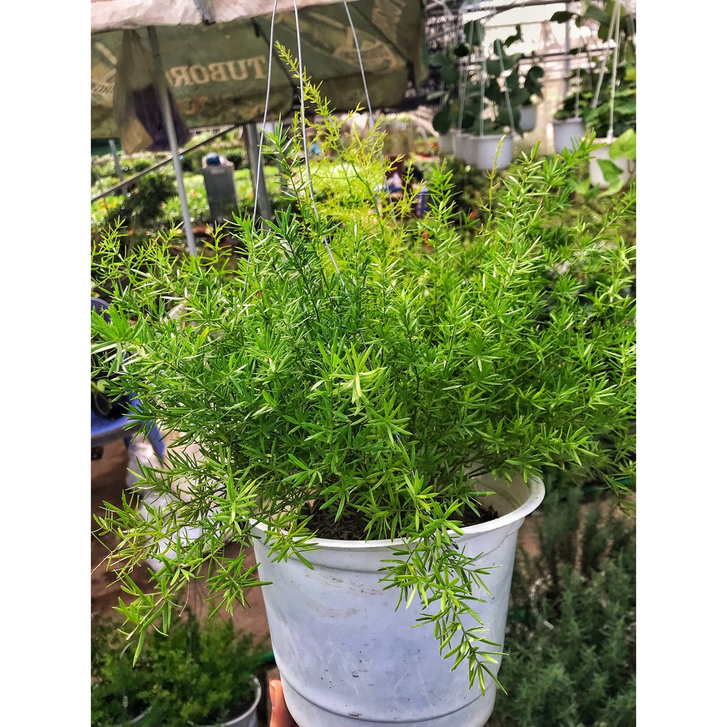 Cây thiên môn đông, cây trồng chậu treo cao 25cm, cây xanh tươi quanh năm, trồng treo ban công và decor quán cafe