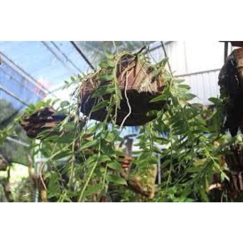 Giá thể - Gỗ nhãn ghép lan rừng 15-22cm