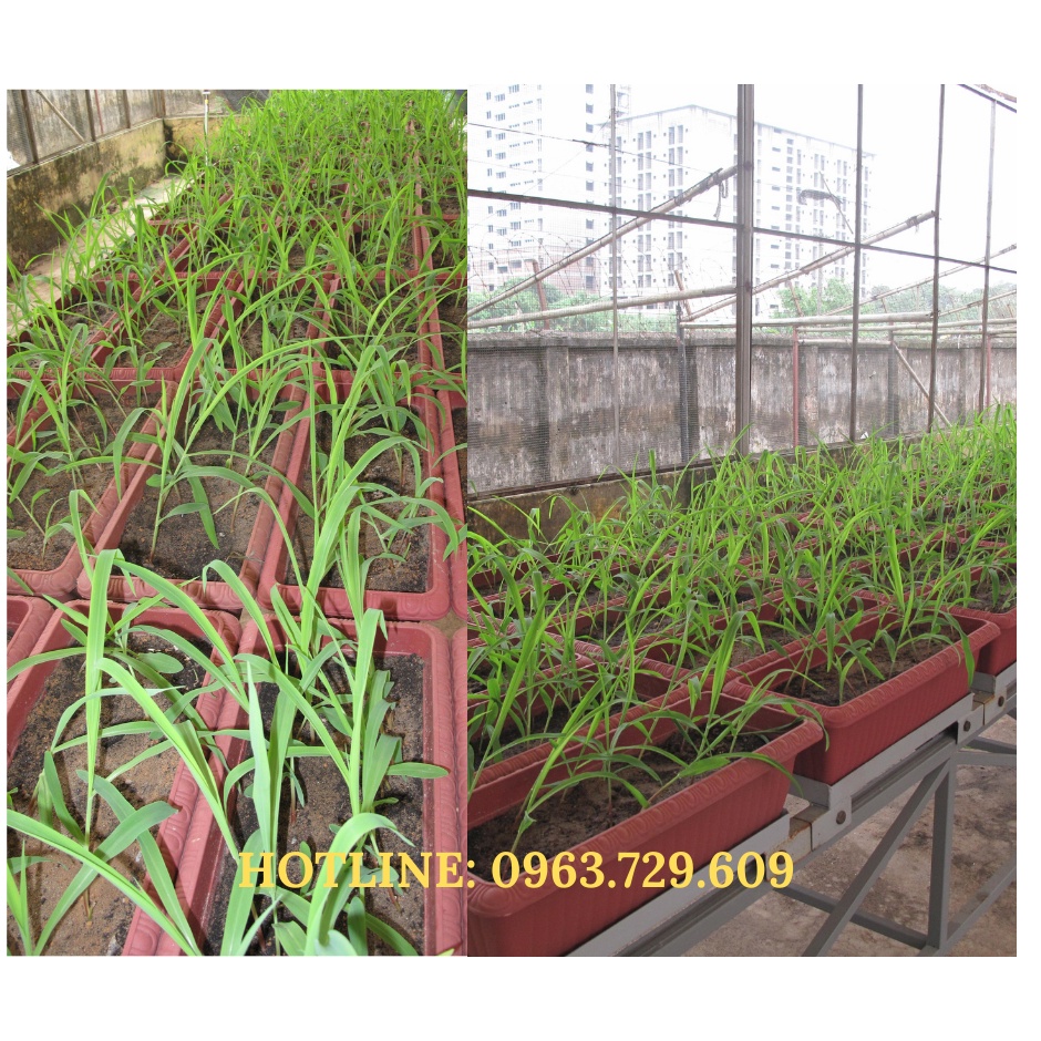 Combo 2 kg nấm rễ cộng sinh Mycorrhiza Tặng 1 gói diệt chuột RatKill