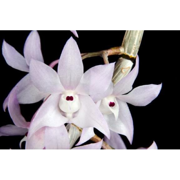 Hoa phong lan  hoàng thảo thập hoa