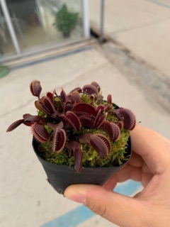 Cây bẫy kẹp - venus flytrap Red Piranha