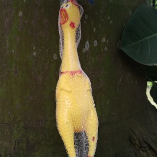 Gà bóp kêu Shrilling chicken 41cm