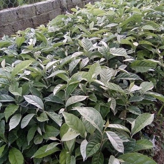 COMBO 2 CÂY GIỐNG NHÓT NGỌT
