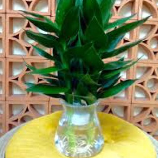 Phát lộc nước 3 cây kèm bình thủy tinh