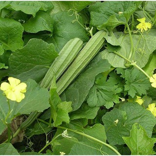 [Seeds] Hạt giống mướp khía Rado, đóng gói 1gr (khoảng 10 hạt)
