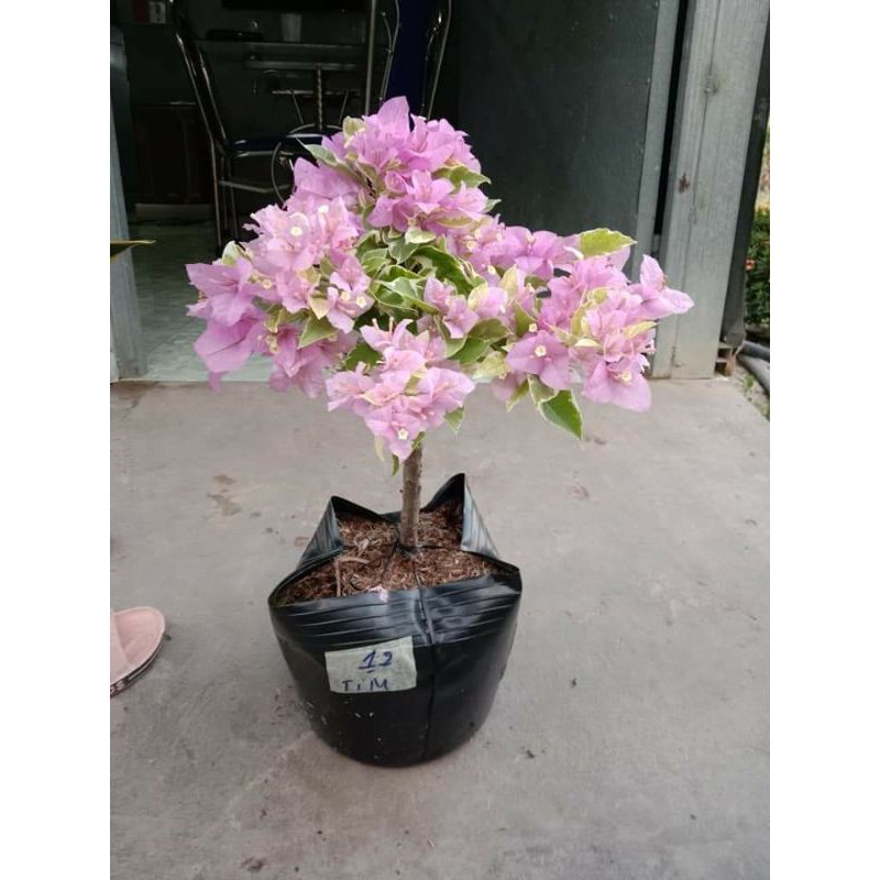 Cây 🌲 Giấy Cẩm Thach tím Hoa Cà