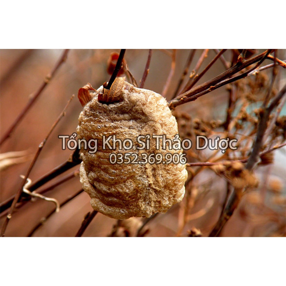 Tang phiêu tiêu 100g (Tổ bọ ngựa khô)