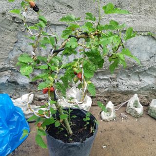 Cây dâu tằm bonsai SIÊU TRÁI