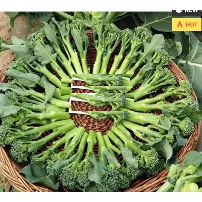 100 hạt giống súp lơ xanh baby