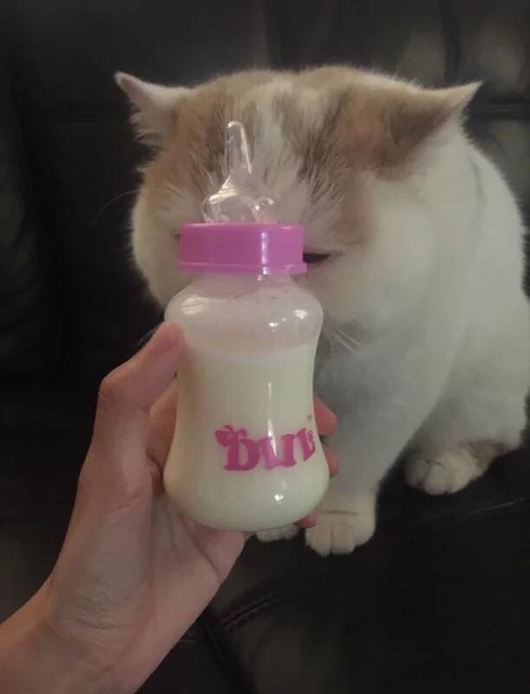 Bình ti bú sữa cho cún mèo con