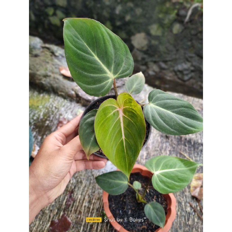Giày Philodendron Gloriosum Chất Lượng Cao | BigBuy360 - bigbuy360.vn