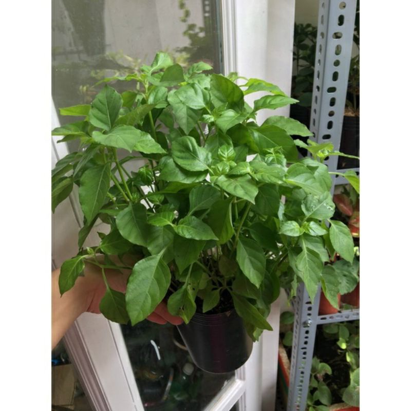 ☘️ Rau bồ ngót Nhật siêu ngon siêu mát .... 🌻