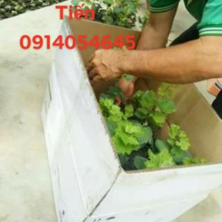 Nho móng tay 152 ( Nho Ninh Thuận)