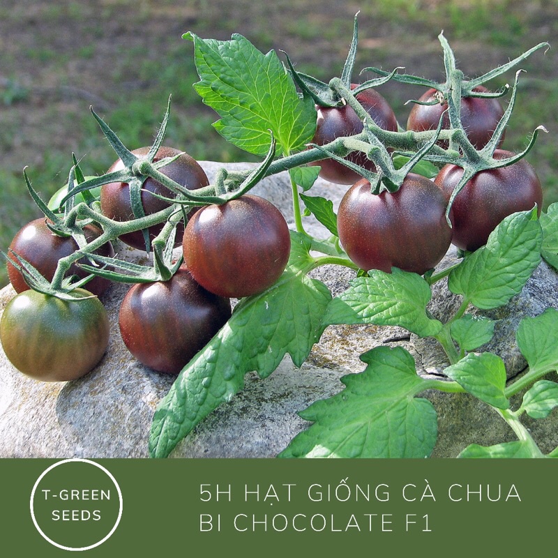 Hạt giống cà chua bi chocolate