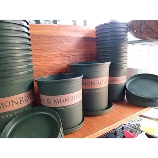 Đĩa chậu Monrovia