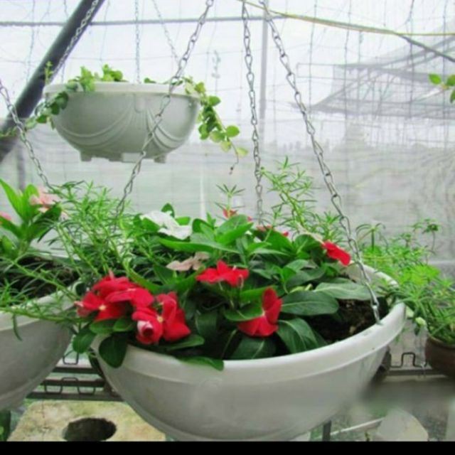 Chậu chảo nhựa treo dây xích trồng hoa, cây cảnh (chậu+dây xích) KT 29x15cm