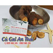 Củ Gai An Thai  - thảo dược Thanh Bình