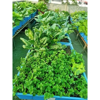 Đất nén hữu cơ mùn xơ dừa bánh 500gr đã xử lý dùng trồng rau củ quả cây cảnh trộn đất trồng cây
