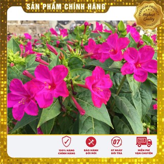 Hạt giống hoa Bông Phấn Nhiều màu (Mirabilis Jalapa)