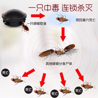 Thuốc diệt gián nhật bản