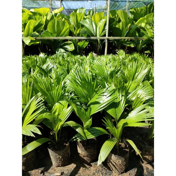 Cây kè Nhật ( cọ Nhật)