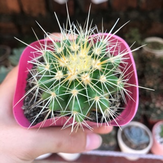 Xương rồng kim hổ size bầu