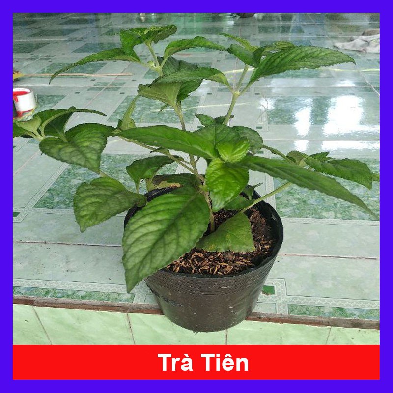 Cây trà tiên - Cây cảnh sân vườn - caykiengsadec