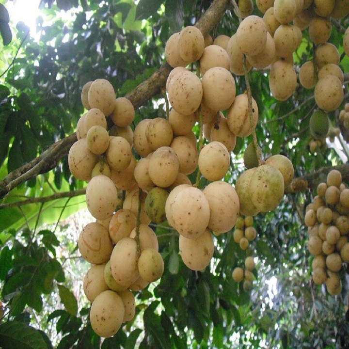 Cây giống dâu da đất