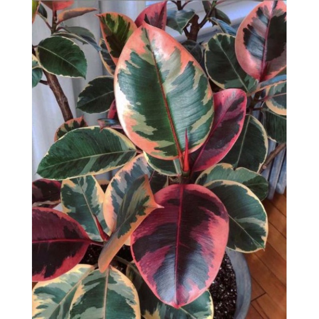 cây đa cẩm thạch đỏ - Ficus elastica Tineke