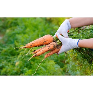 Hạt Giống Cà Rốt Lai F1 Trang Nông 425 2g/Gói- Năng Suất Cao, Ra Củ To, Ít Xơ, Màu Đỏ Tươi, Tốt Cho Sức Khoẻ