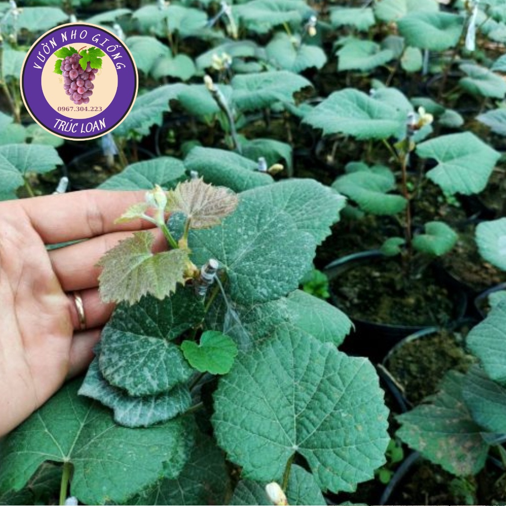 Cây nho Mẫu Đơn rất thích hợp trồng sân thượng,ban công