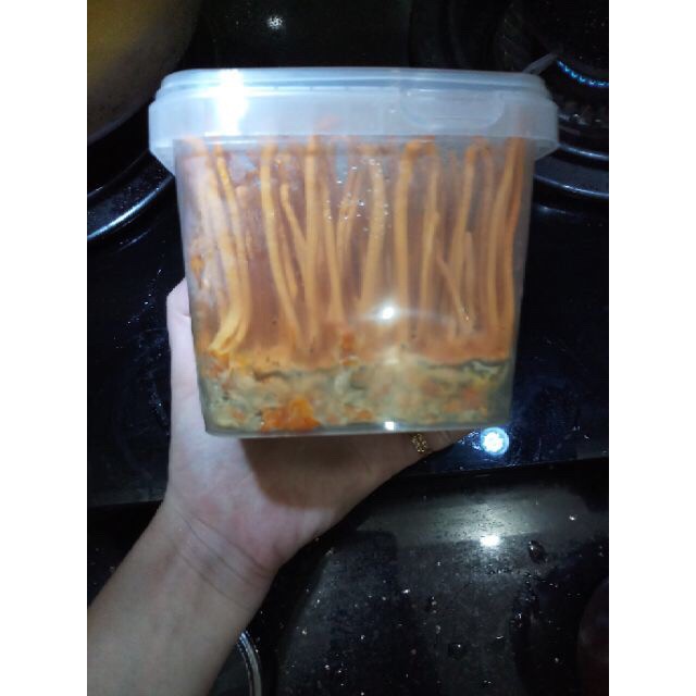 Đông Trùng Hạ thảo Tươi  - mua 3 tặng 1