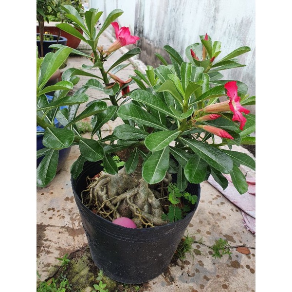 Hoa sứ đỏ.