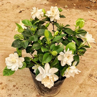 Cây bạch thiên hương ( hoa dành dành ) cao 35 - 40cm  hoa nở to toả hương,cây trang trí sân vườn