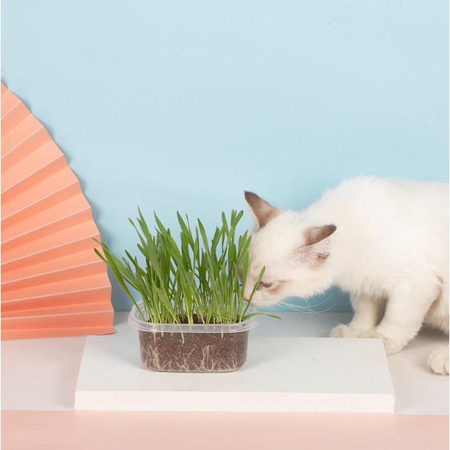 [Ảnh thật] Bộ KIT tự trồng cỏ mèo giúp mèo thư giãn và hỗ trợ tiêu hóa