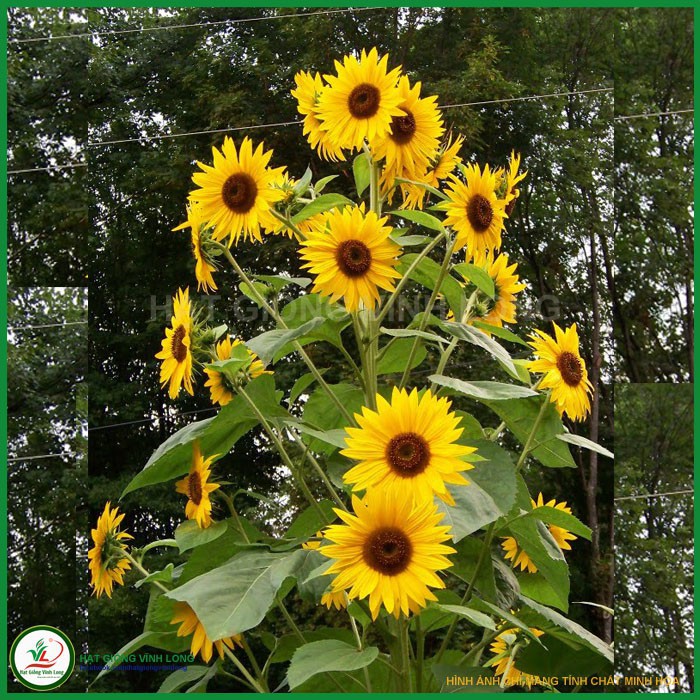 Hạt giống hoa Hướng Dương Tháp siêu hoa - 50 hạt-vt