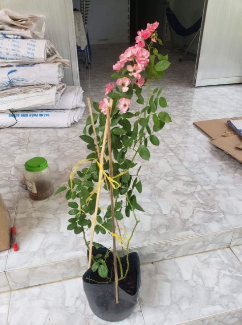 Hồng leo ngoại Angela