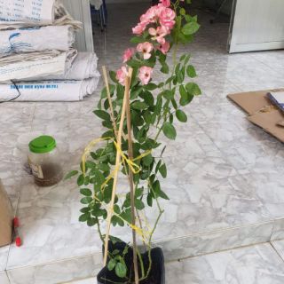Hồng leo ngoại Angela