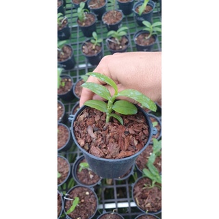 5ct phú thọ gieo hạt