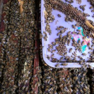 Sữa ong chúa 500gr