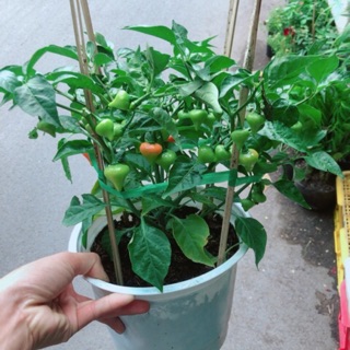 Chậu ớt kiểng trái tim