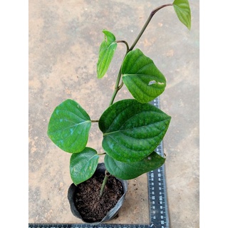 Cây giống tiêu Srilanka chùm trái dài