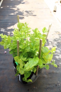 Chậu Lài Trà