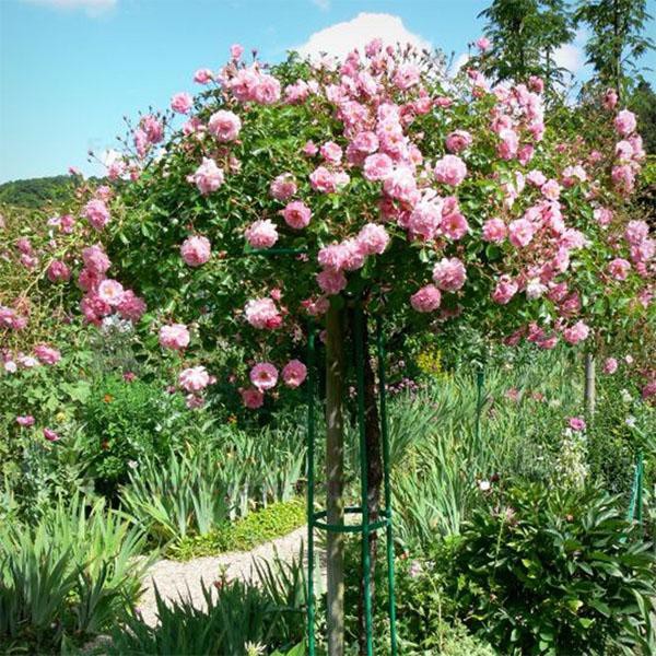 Sale Hạt giống hoa hồng thân gỗ chất lượng cao - Tặng kích mầm & Tài liệu hướng dẫn gieo trồng
