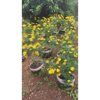 Gói 500 hạt giống cúc thân gỗ