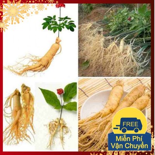 Hạt Giống Nhân Sâm Hàn Quốc