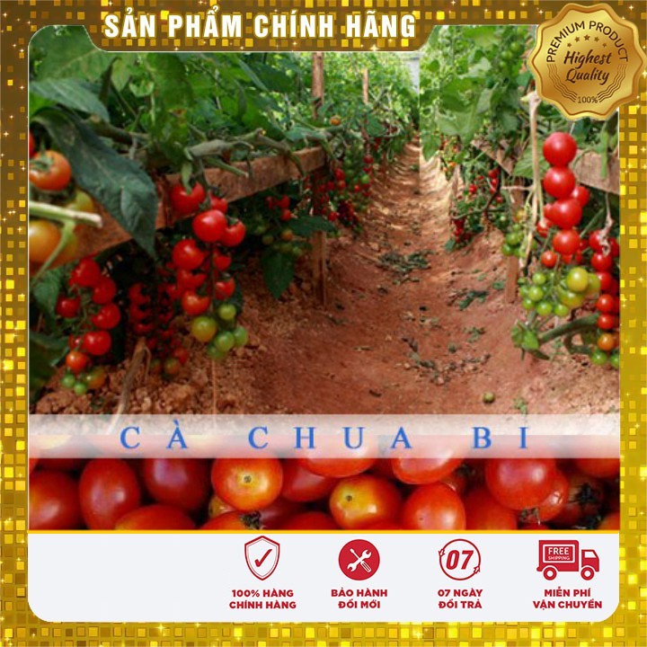 Hạt giống cà chua bi siêu quả ( 30 hạt)