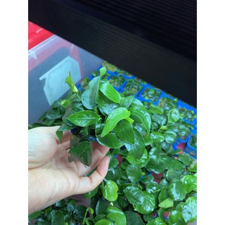 Ráy lá thường ( trầu bà lá thường)